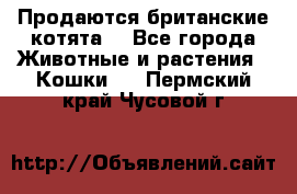 Продаются британские котята  - Все города Животные и растения » Кошки   . Пермский край,Чусовой г.